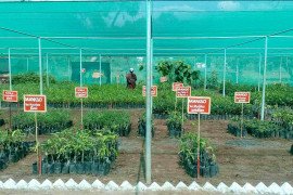 gallery - 2018-19-botany-visits-to-tnau-hcri-periyakulam - 5