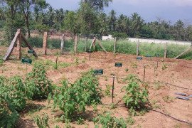 gallery - dept-of-botany-medicinal-garden - 2