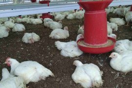 gallery - 2023-24-tnscst-scst-poultry-farming-2023-phase-i - 3