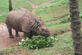 gallery - one-day-industrial-visit-to-trivandrum-zoological-park-museum-trivandrum-on-26092025 - 1