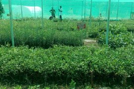 gallery - 2018-19-botany-visits-to-tnau-hcri-periyakulam - 4