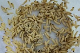 gallery - 2019-20-botany-indian-cardamom-research-institute-icri-myladumpara - 10