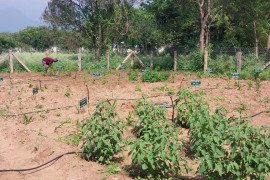 gallery - dept-of-botany-medicinal-garden - 1